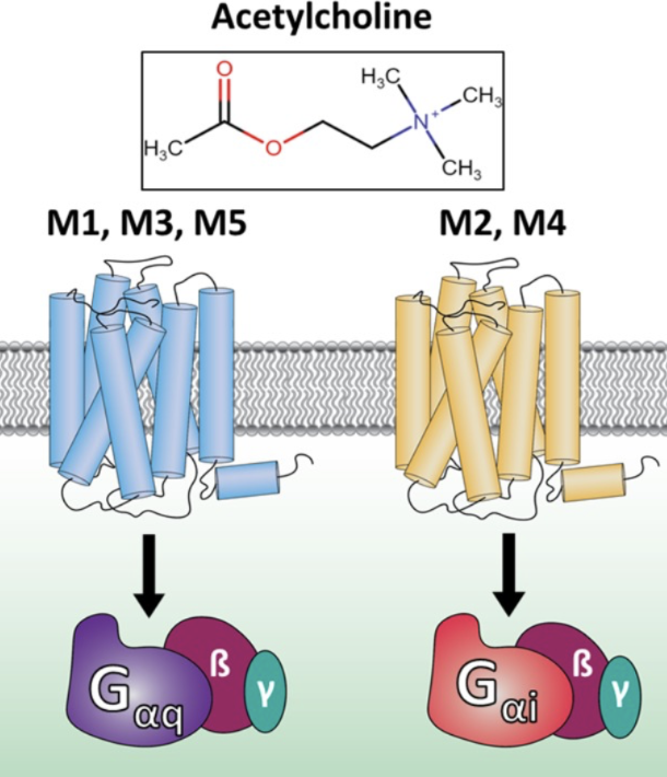 Systemic HER3 ligand-mimicking nanobioparticles